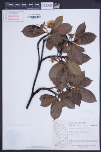 Blakea pulverulenta image