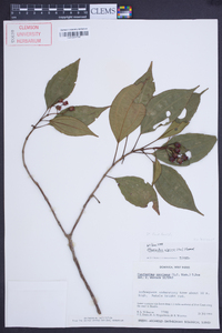 Charianthus alpinus image