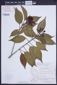 Charianthus alpinus image