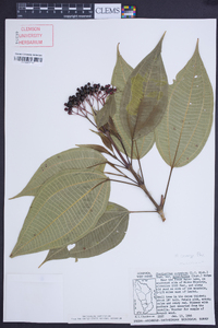 Miconia corymbosa image