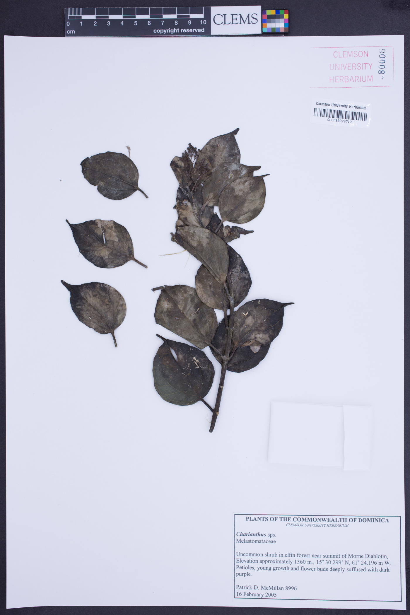 Charianthus image