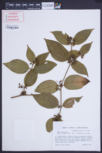 Miconia crenata image