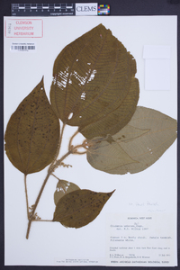Clidemia umbrosa image