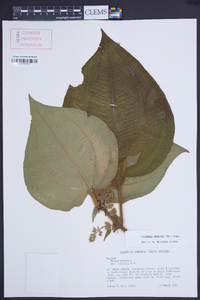 Clidemia umbrosa image