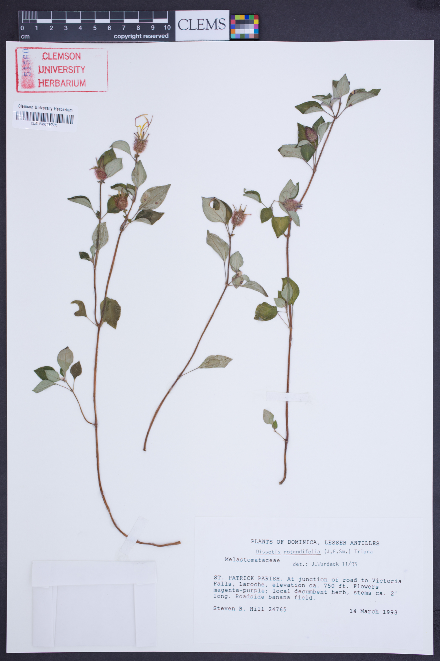 Dissotis rotundifolia image