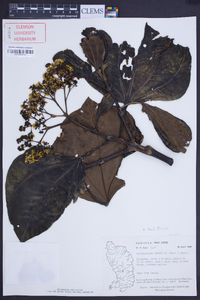 Graffenrieda latifolia image