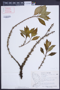 Image of Henriettea lateriflora