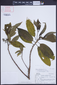 Miconia globuliflora image