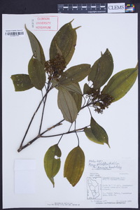 Miconia globuliflora image