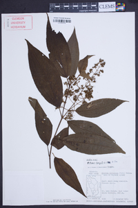 Miconia laevigata image