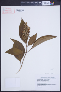 Miconia mirabilis image