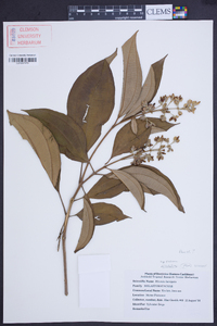 Miconia mirabilis image