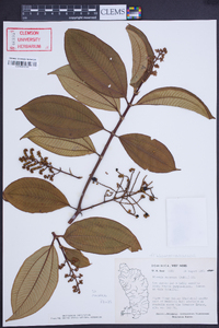 Miconia racemosa image