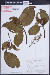 Miconia racemosa image