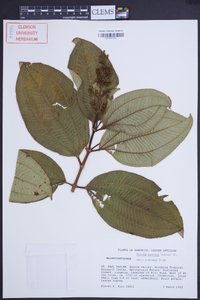 Miconia racemosa image