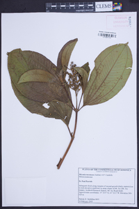 Miconia racemosa image