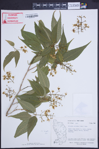 Miconia striata image