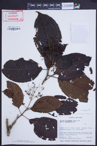 Acinodendron trichotomum image