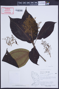 Acinodendron trichotomum image