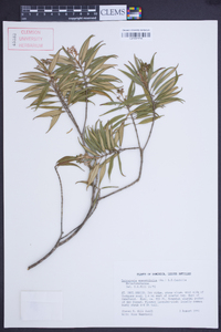 Tetrazygia angustifolia image