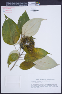 Miconia christophoriana image
