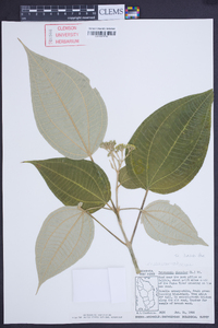 Miconia christophoriana image