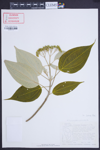 Miconia christophoriana image