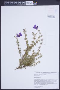 Chaetogastra ornata image