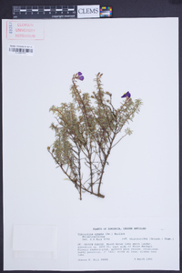 Chaetogastra ornata image