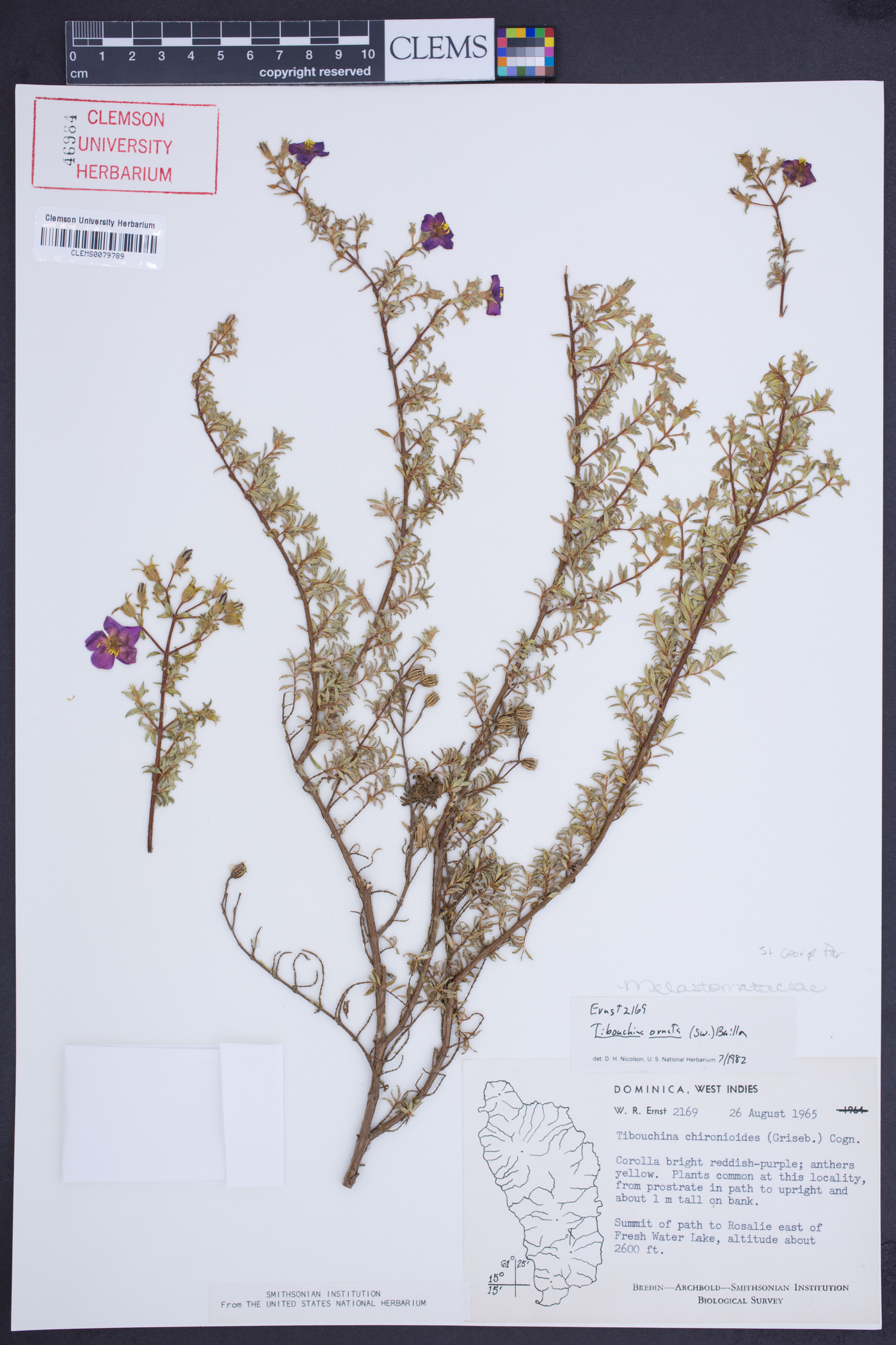 Chaetogastra ornata image