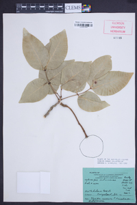 Xylocarpus moluccensis image