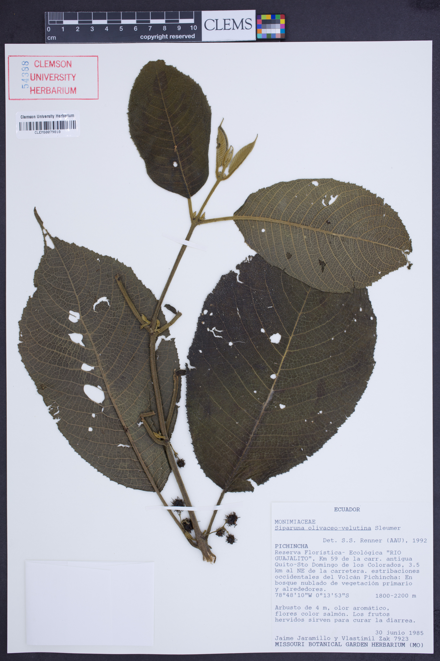 Siparuna echinata image