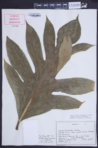 Artocarpus altilis image