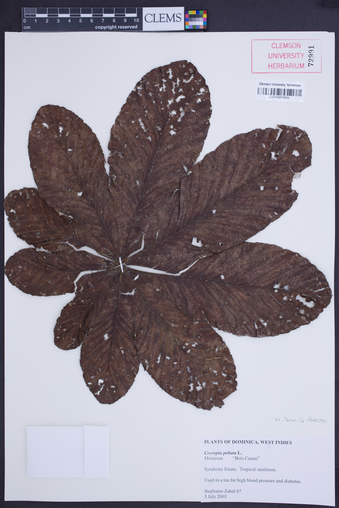 Cecropia peltata image