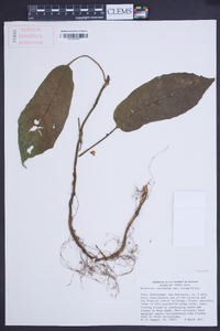 Dorstenia choconiana image