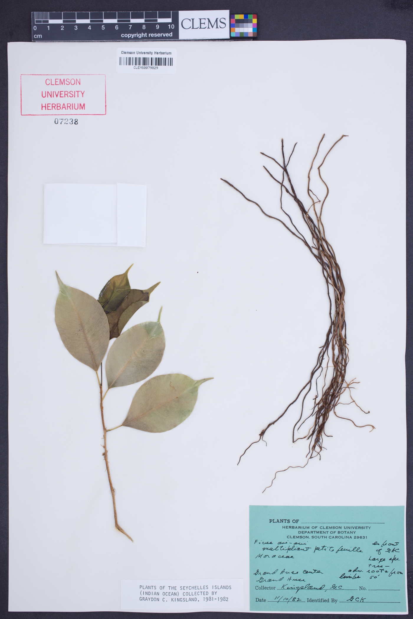 Ficus rubra image