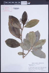 Ardisia obovata image