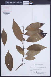 Maesa japonica image