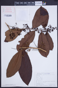 Stylogyne lateriflora image