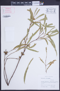 Eucalyptus odontocarpa image