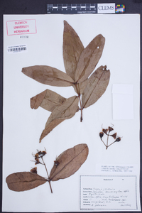 Eugenia javanica image