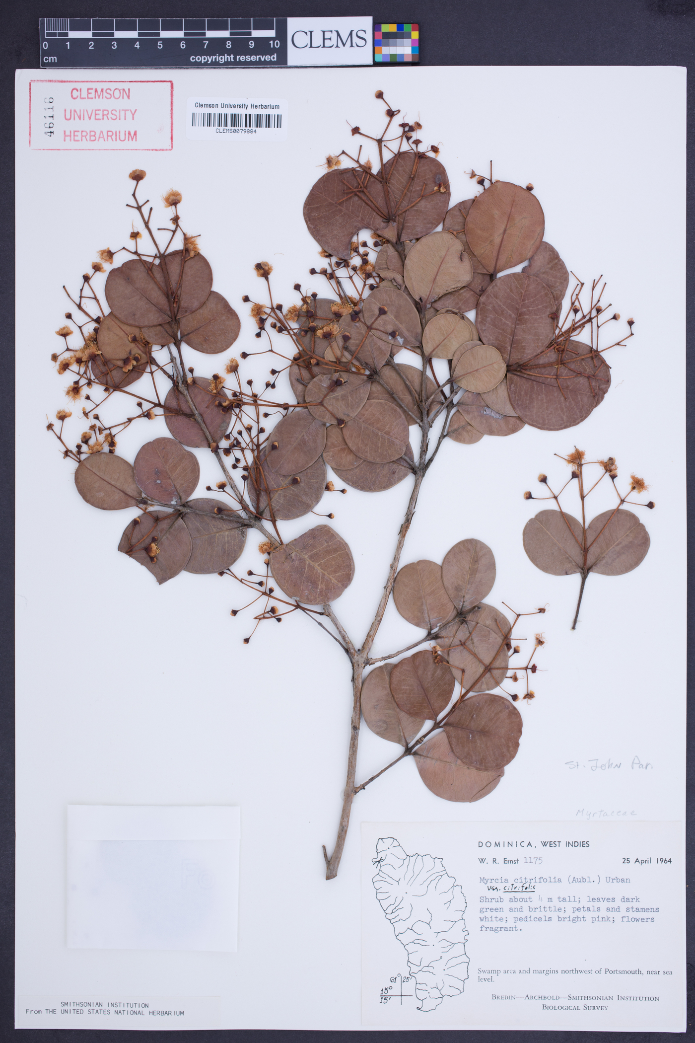 Myrcia citrifolia var. citrifolia image