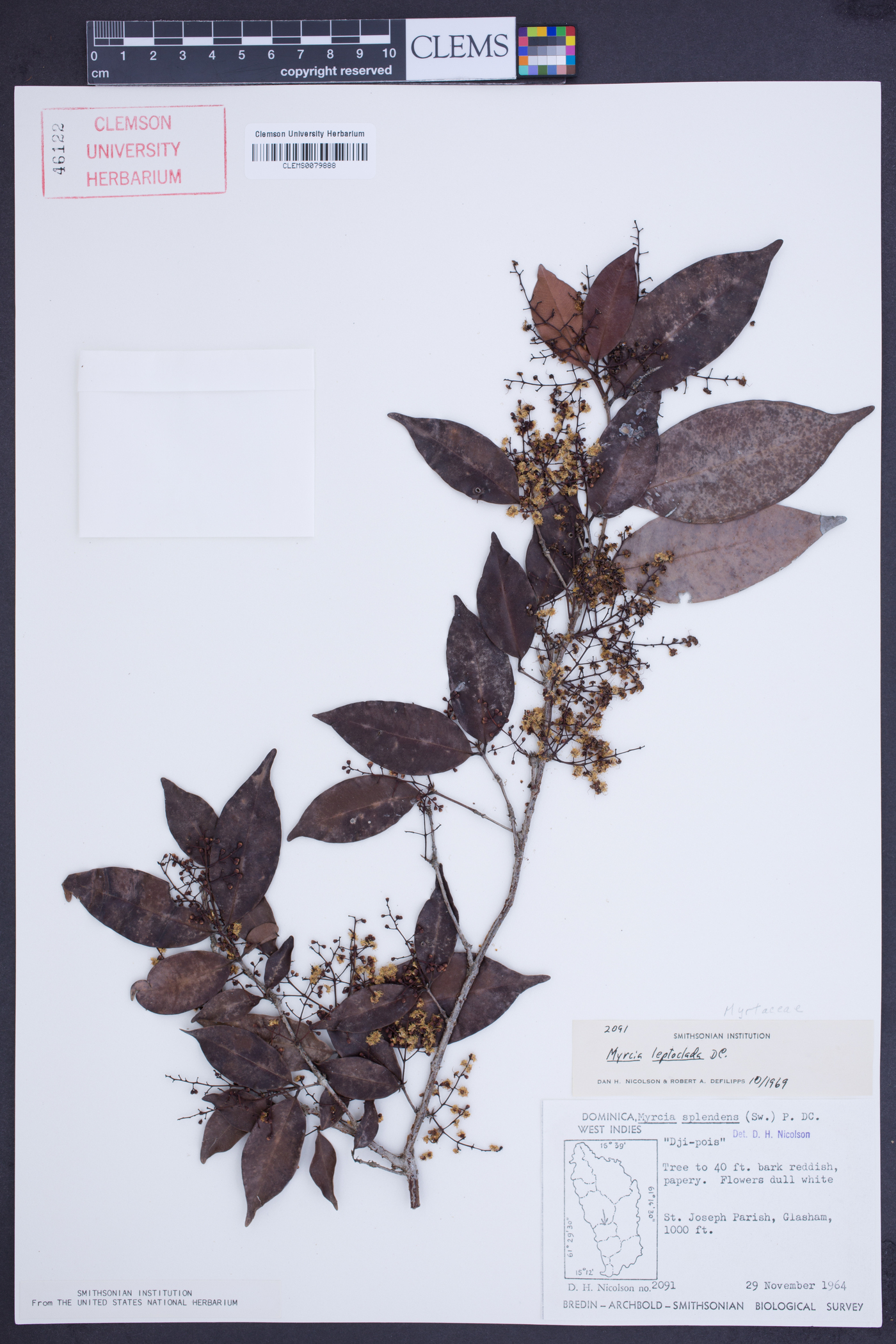 Myrcia leptoclada image