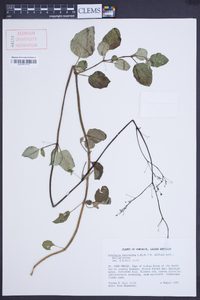 Boerhavia paniculata image