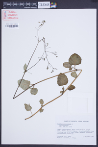 Boerhavia paniculata image