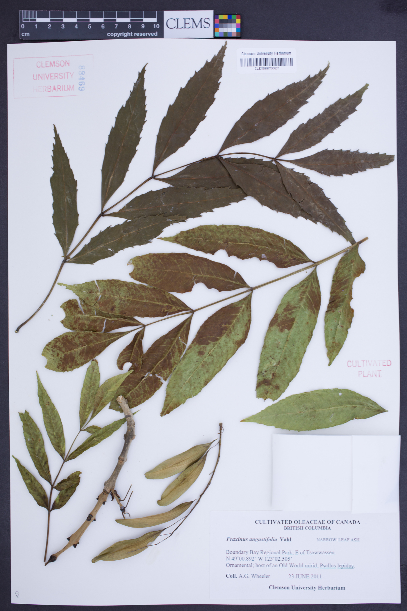 Fraxinus angustifolia image