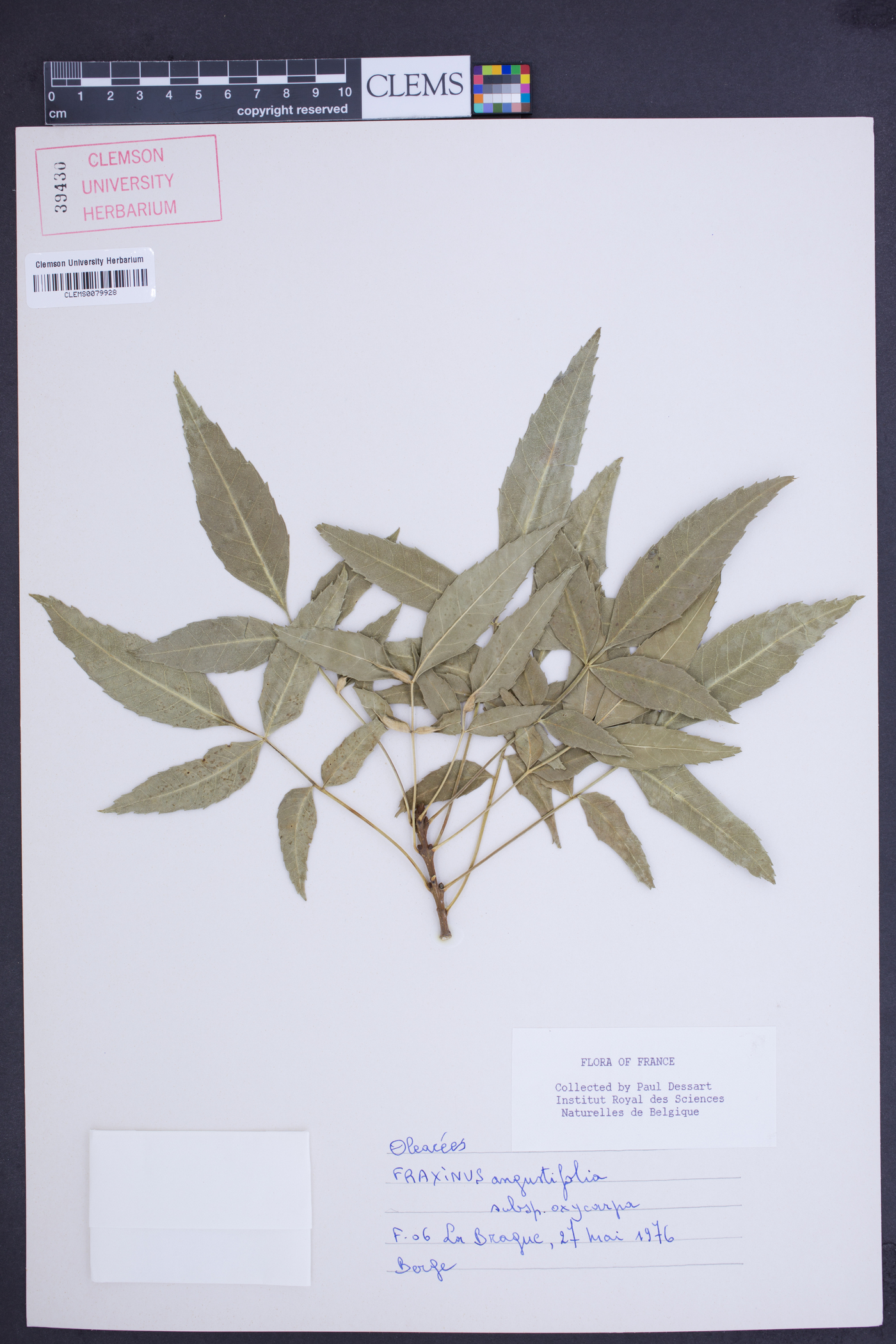 Fraxinus angustifolia image