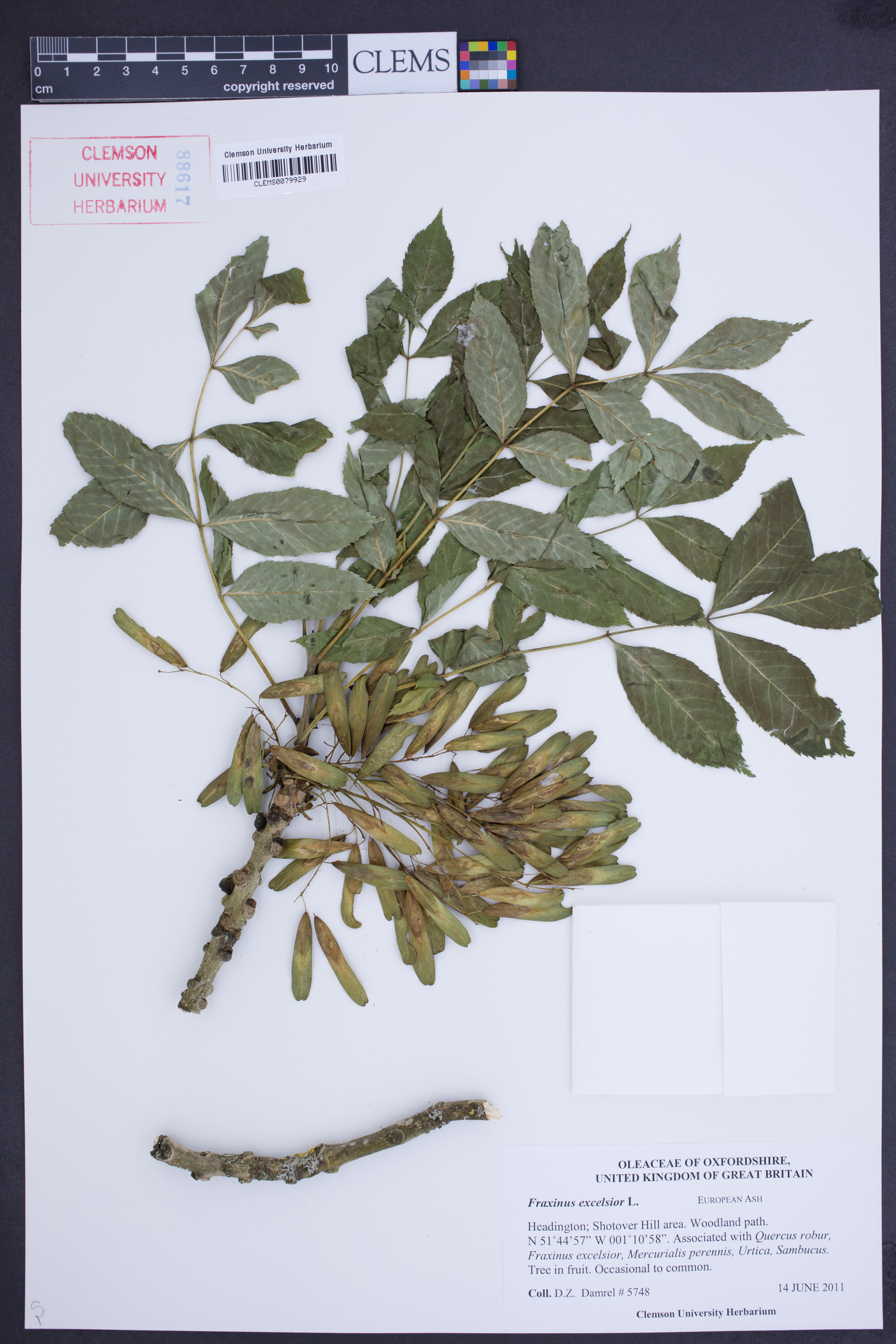 Fraxinus excelsior image