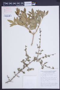 Fraxinus xanthoxyloides image