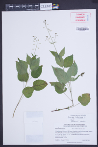 Circaea canadensis image